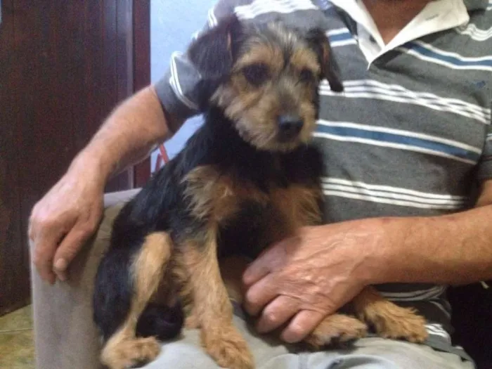 Cachorro ra a Mix de York com pinscher idade 2 a 6 meses nome Lupita