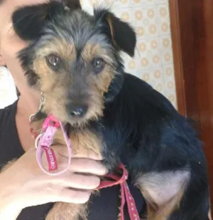 Cachorro raça Mix de York com pinscher idade 2 a 6 meses nome Lupita