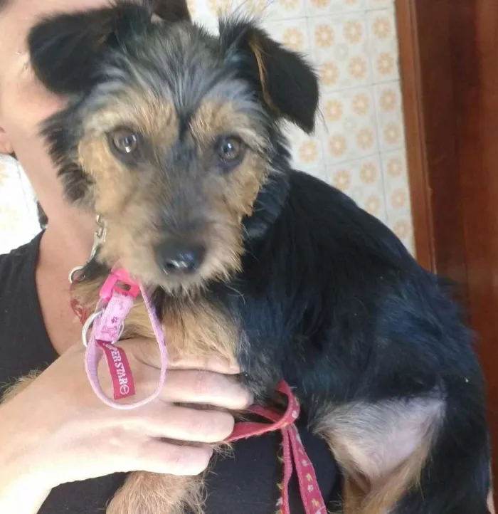 Cachorro ra a Mix de York com pinscher idade 2 a 6 meses nome Lupita