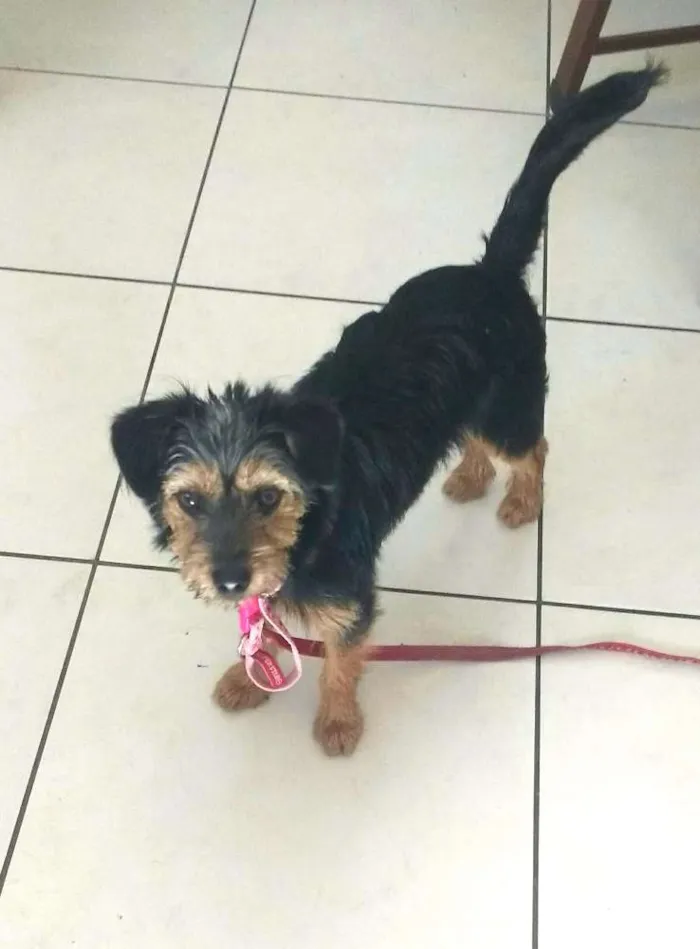 Cachorro ra a Mix de York com pinscher idade 2 a 6 meses nome Lupita