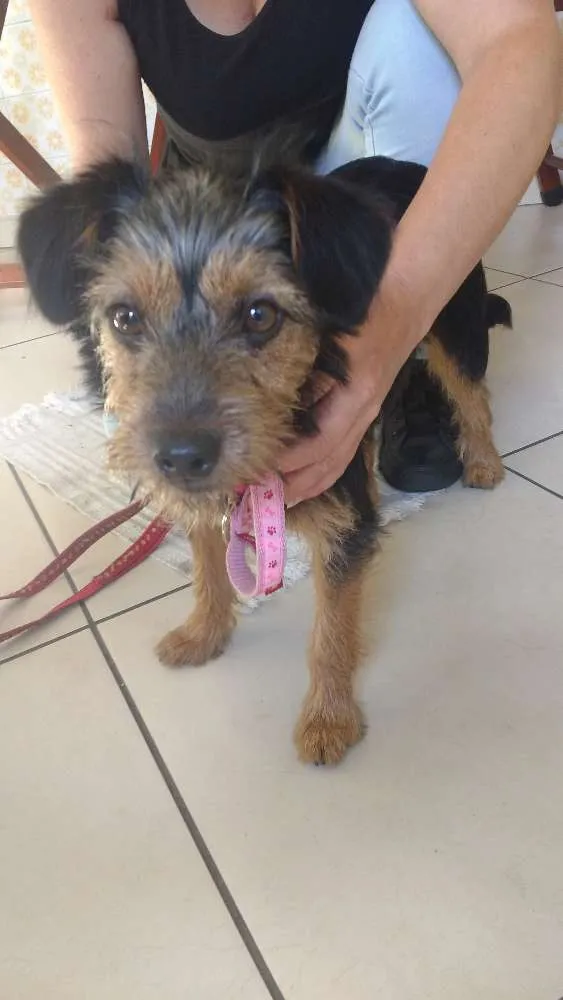 Cachorro ra a Mix de York com pinscher idade 2 a 6 meses nome Lupita