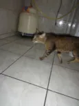 Gatos
