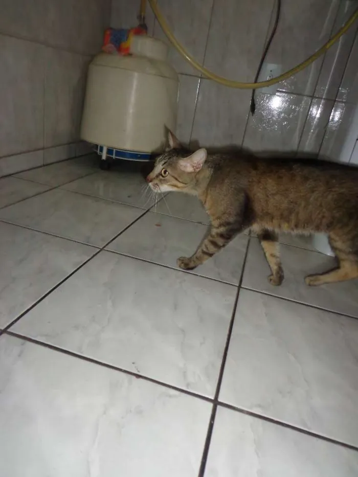 Gato raça Vira lata idade 2 a 6 meses nome Gatos