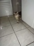 Gatos