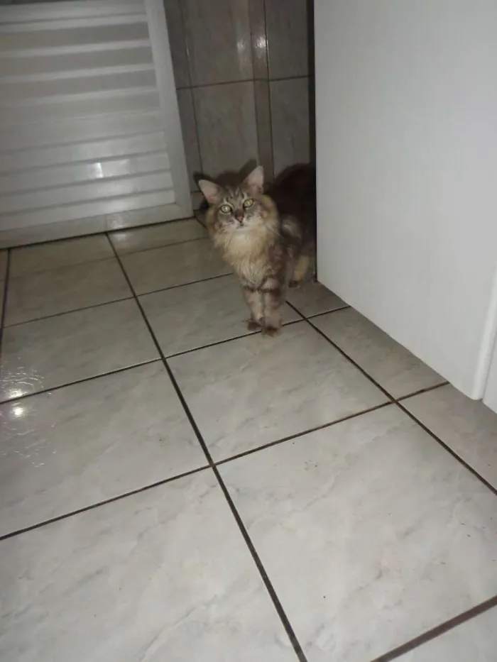 Gato raça Vira lata idade 2 a 6 meses nome Gatos
