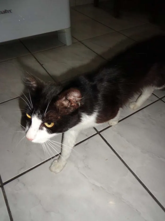 Gato raça Vira lata idade 2 a 6 meses nome Gatos