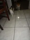 Gatos