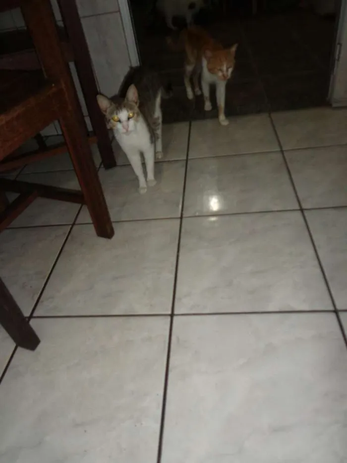 Gato raça Vira lata idade 2 a 6 meses nome Gatos