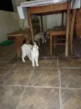 Gatos
