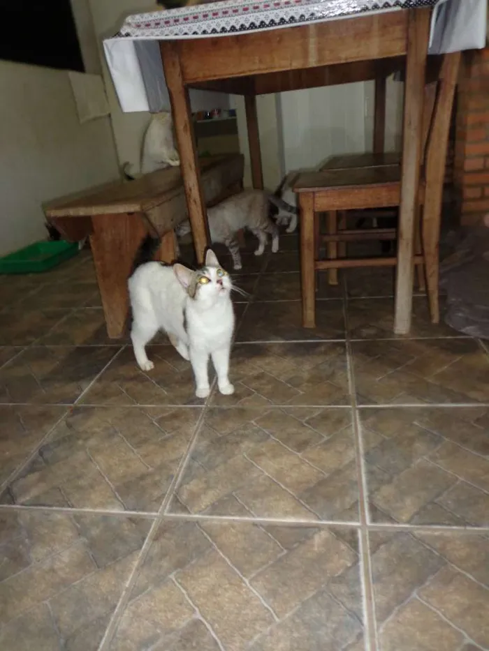 Gato raça Vira lata idade 2 a 6 meses nome Gatos
