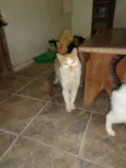Gatos