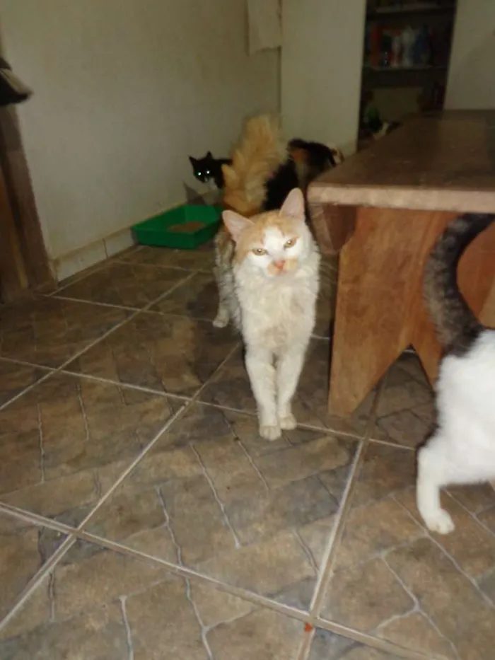 Gato raça Vira lata idade 2 a 6 meses nome Gatos