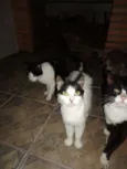 Gatos