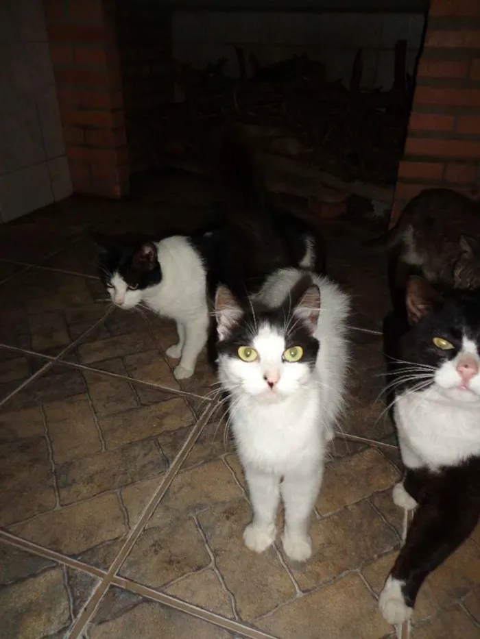 Gato raça Vira lata idade 2 a 6 meses nome Gatos