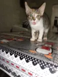 Gatos