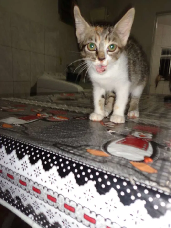 Gato raça Vira lata idade 2 a 6 meses nome Gatos
