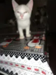 Gatos