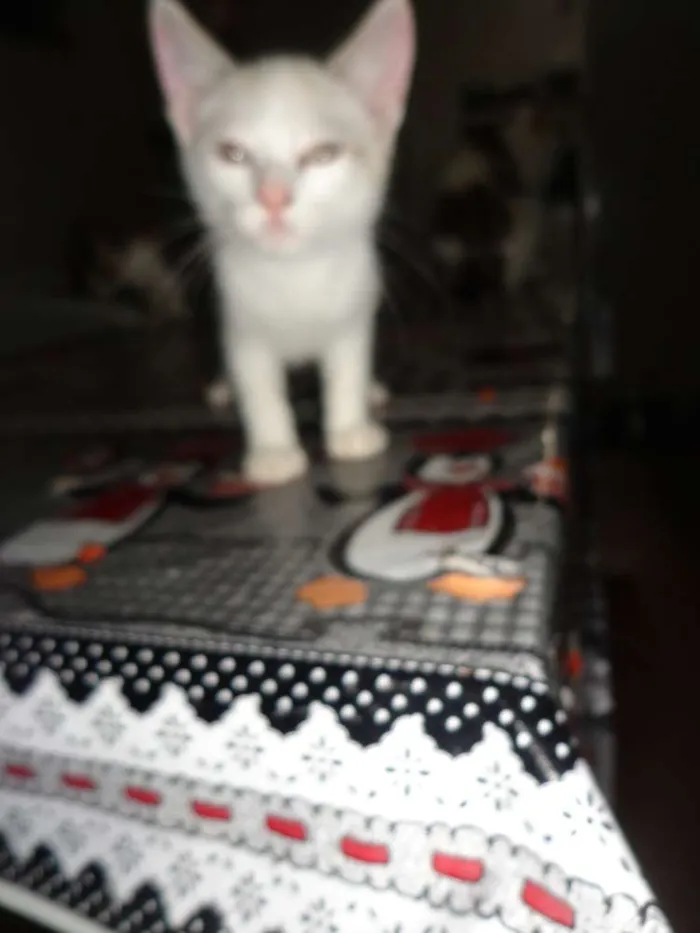 Gato raça Vira lata idade 2 a 6 meses nome Gatos