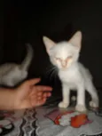 Gatos