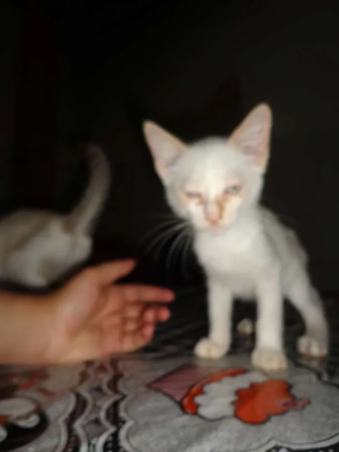 Gato raça Vira lata idade 2 a 6 meses nome Gatos