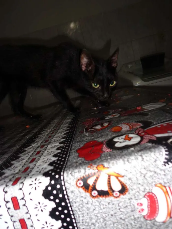 Gato raça Vira lata idade 2 a 6 meses nome Gatos