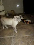 Gatos
