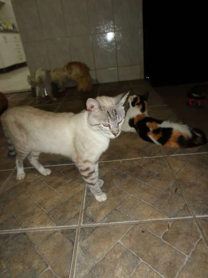 Gato raça Vira lata idade 2 a 6 meses nome Gatos