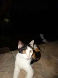 Gatos