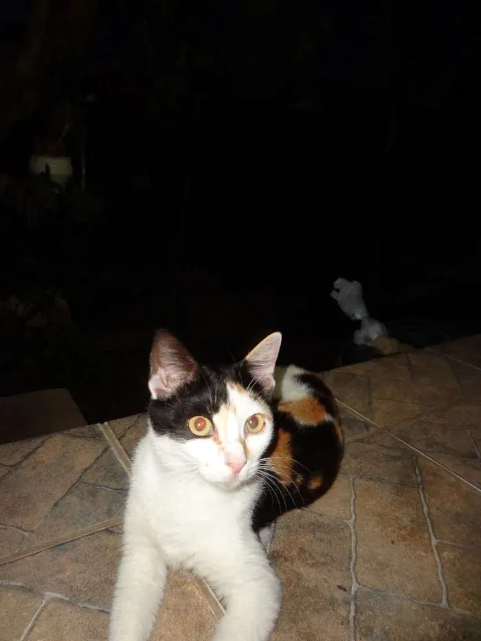 Gato raça Vira lata idade 2 a 6 meses nome Gatos