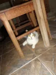 Gatos