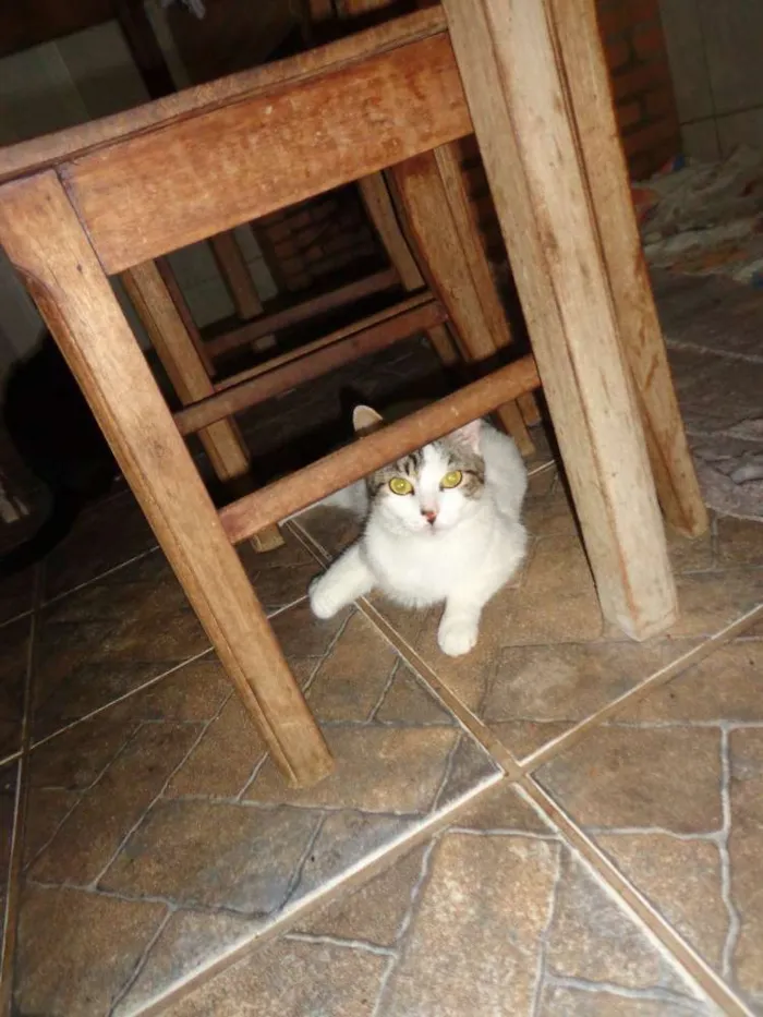 Gato raça Vira lata idade 2 a 6 meses nome Gatos