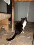 Gatos