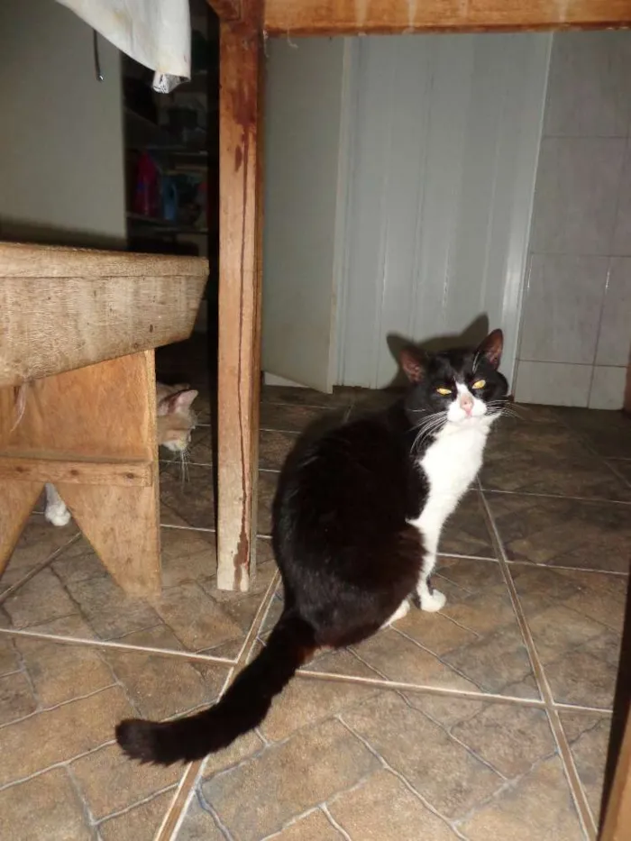 Gato raça Vira lata idade 2 a 6 meses nome Gatos