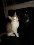 Gatos