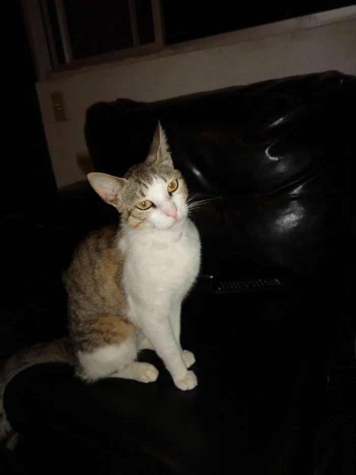 Gato raça Vira lata idade 2 a 6 meses nome Gatos