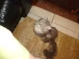 Gatos