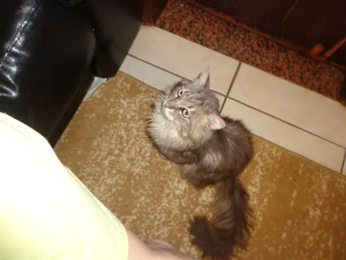 Gato raça Vira lata idade 2 a 6 meses nome Gatos