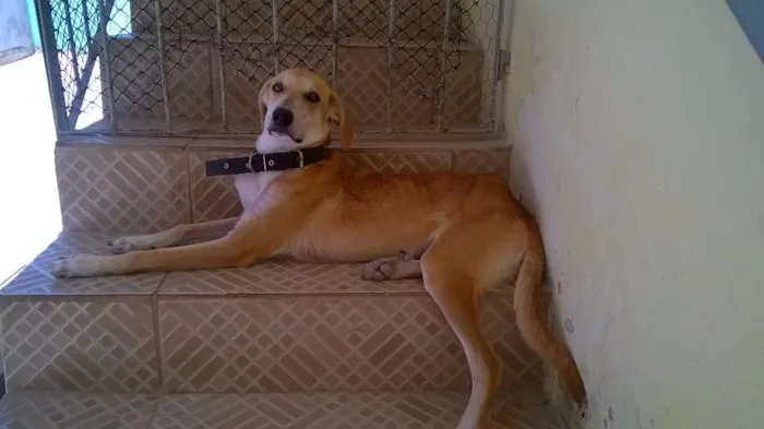 Cachorro raça RND idade 2 anos nome Ásia