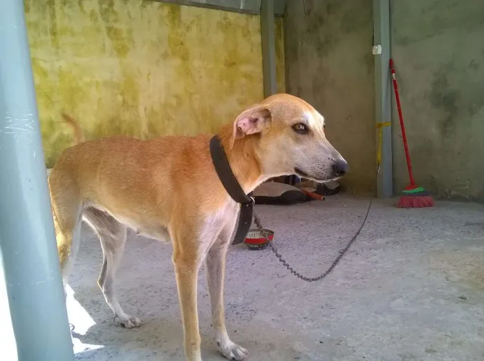 Cachorro raça RND idade 2 anos nome Ásia