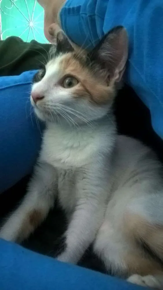 Gato raça mestiça idade 2 a 6 meses nome Rana