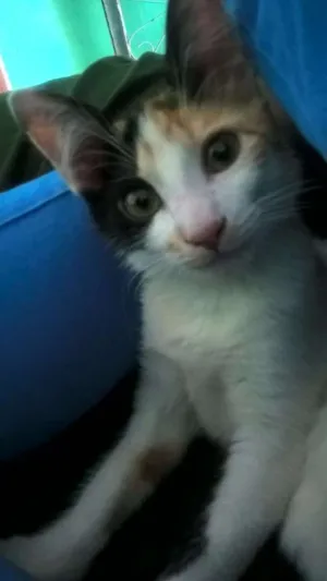 Gato raça mestiça idade 2 a 6 meses nome Rana