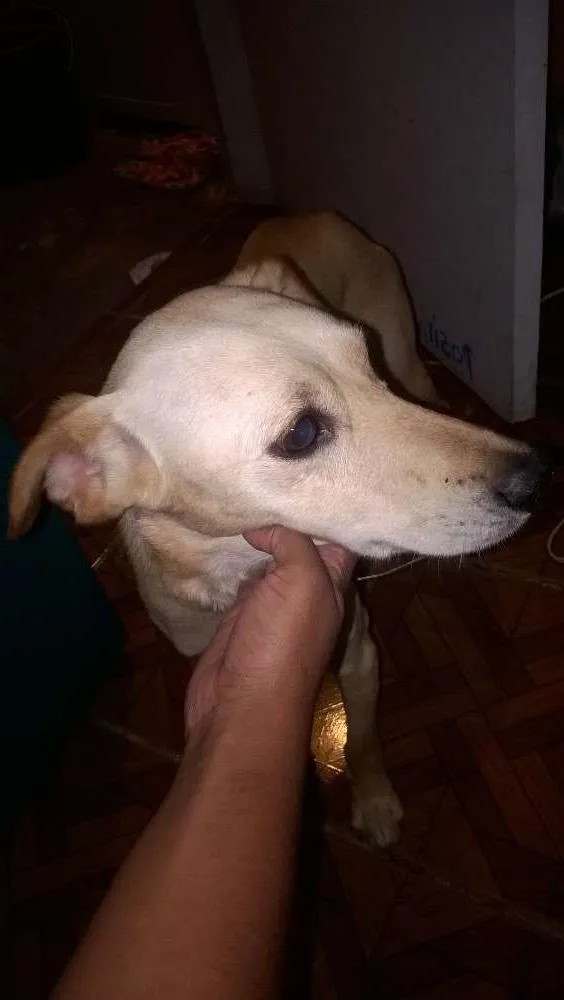 Cachorro ra a cocker com schnauzer idade 1 ano nome Biro