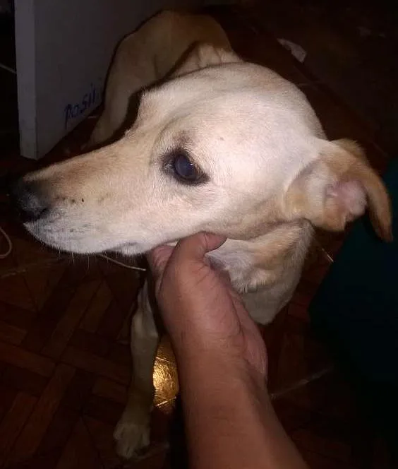 Cachorro ra a cocker com schnauzer idade 1 ano nome Biro