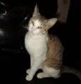 Gatos