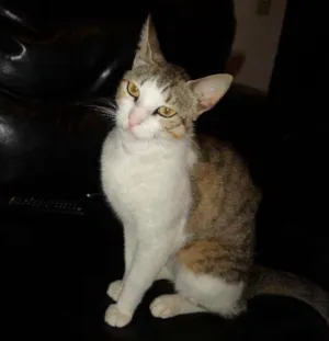 Gato raça Vira lata idade 2 a 6 meses nome Gatos