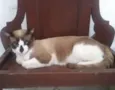 Belinha,Zé Aldo,Adão