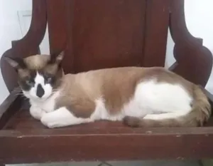 Gato raça  idade  nome Belinha,Zé Aldo,Adão