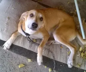 Cachorro raça RND idade 2 anos nome Ásia