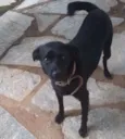 APOLLO