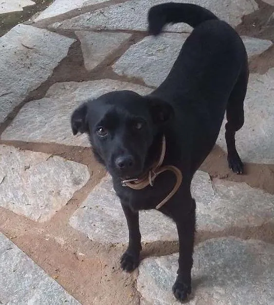 Cachorro ra a VIRA LATA idade 3 anos nome APOLLO